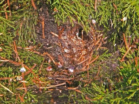 Spider nest Stock Photos