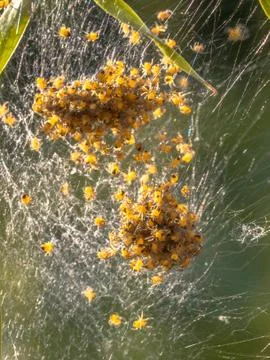 Spider nest Stock Photos