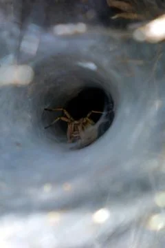 Spider nest. Stock Photos
