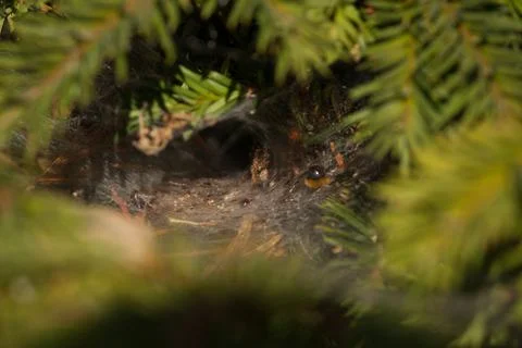 Spider Nest Stock Photos