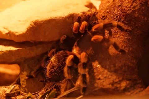 Spider in a nest Stock Photos
