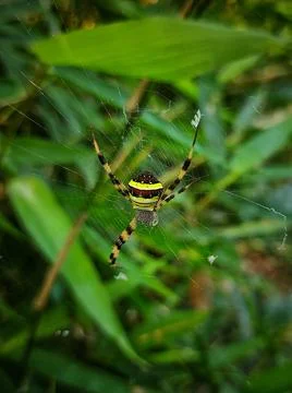 Spider on the nest Stock Photos