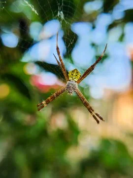 Spider in the nest Stock Photos