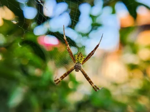 Spider in the nest Stock Photos
