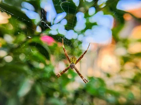 Spider in the nest Stock Photos