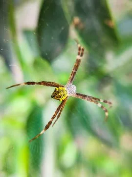 Spider in the nest Stock Photos