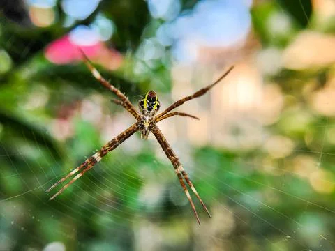 Spider in the nest Stock Photos
