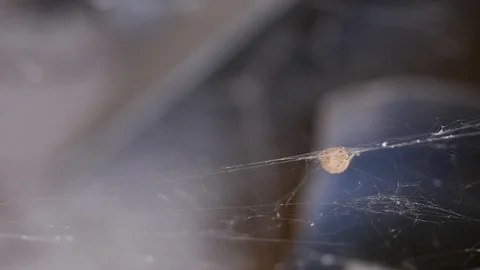 Spider nest on spider web Stock Footage 88919110