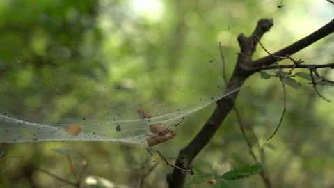 Spider Nest on a Tree Branch in the Forest Stock Footage 236610083
