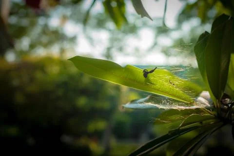 The spider nest on a tree leaf, Blurred gentle background Stock Photos