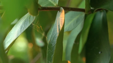 Spider nest web at the tree Video stock 121105889