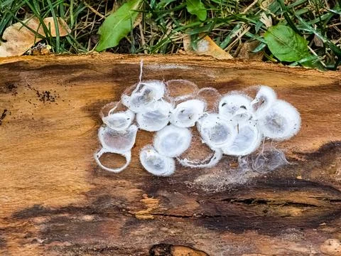 Spider nests with eggs inside the bark of a tree. The spiders have almost h.. Stock Photos