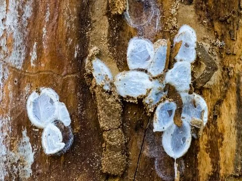 Spider nests with eggs inside the bark of a tree. The spiders have almost h.. Stock Photos