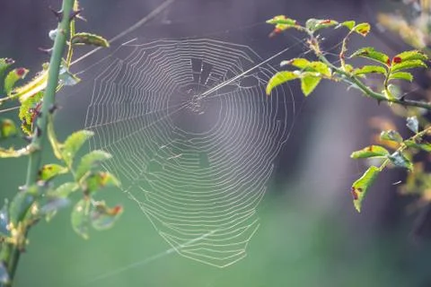 Spider net between rose branches Stock Photos