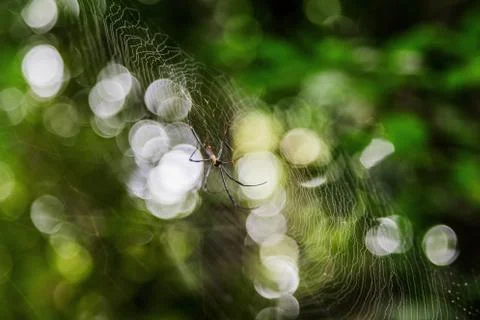 Spider on net with blur green bokeh background Stock Photos