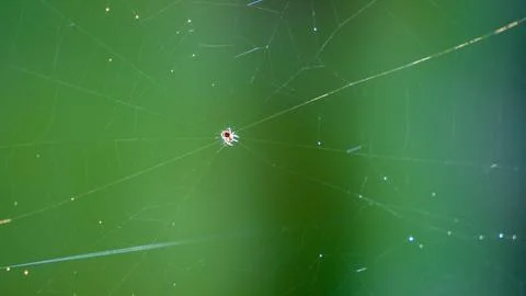 Spider net closeup view close shot micro shot 스톡 사진