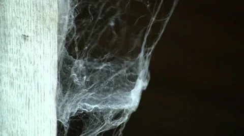 Spider net 스톡 동영상 27602028