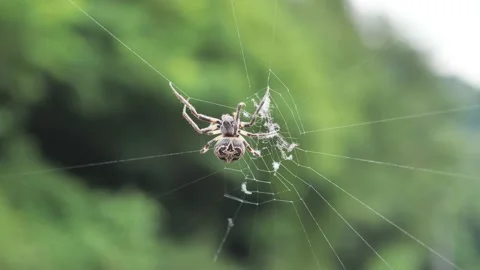 Spider on the net Stock Footage 137005332