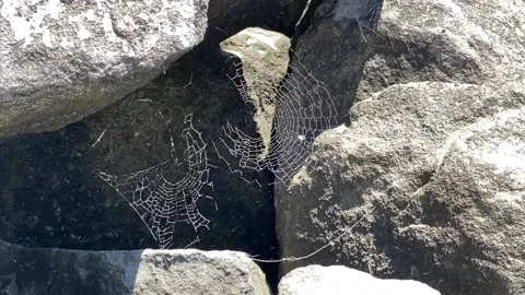 Spider net Stock Footage 197768913