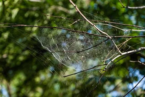 Spider net in the forest Stock Photos