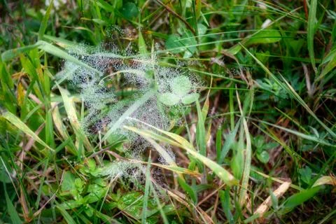 Spider net in grass with dew dropplets Stock Photos