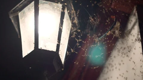 Spider on the net hunts flies Video stock 95046978