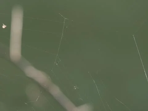 Spider net in a meadow Stock Photos