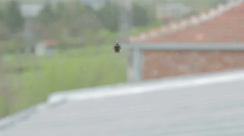 Spider net. Net sways in the wind. Stock Footage 49252487