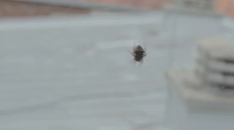 Spider net. Net sways in the wind. Stock Footage 49253143