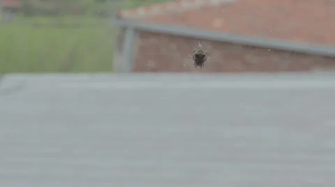 Spider net. Net sways in the wind. Stock Footage 49253441