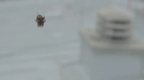 Spider net. Net sways in the wind. Stock Footage 49253927
