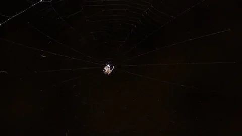 A SPIDER NET NIGHT Stock Footage 90130592