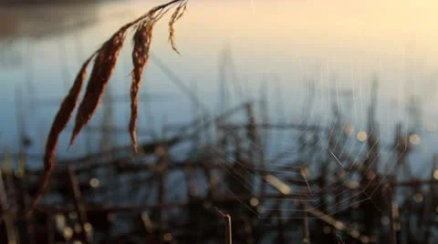 Spider net over water surface Stock Footage 21992956