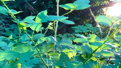 Spider net in a park Stock Footage 137425785