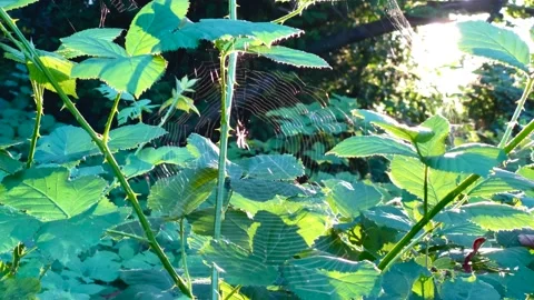 Spider net in a park Stock Footage 137425788