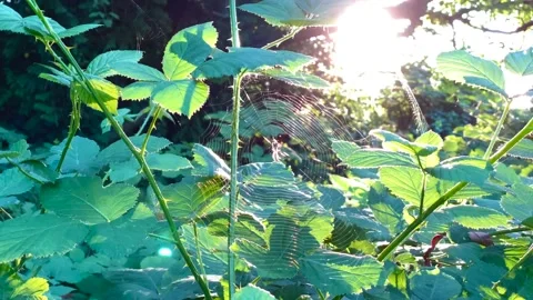 Spider net in a park Stock Footage 137425843