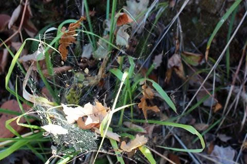 Spider net 스톡 사진