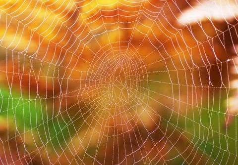 Spider net Stock Photos