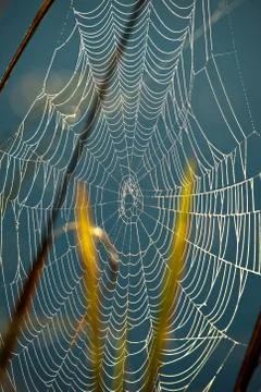 Spider net Stock Photos