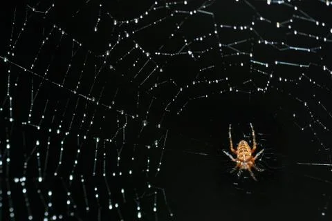 Spider on the net Stock Photos