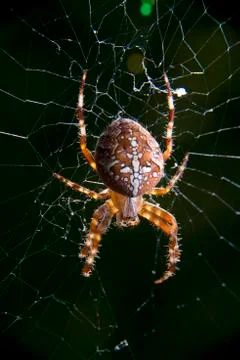 Spider in net Stock Photos
