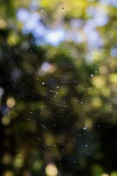 Spider net Stock Photos