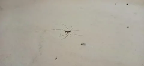 Spider Net Stock Photos