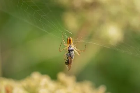 A spider in the net with the prey Stock Photos