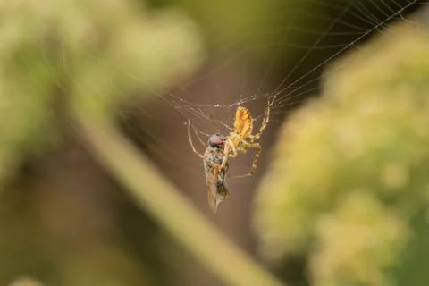 A spider in the net with the prey Foto stock