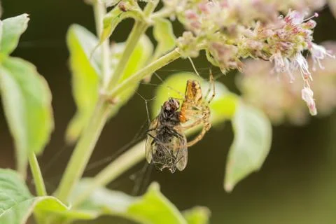 A spider in the net with the prey Stock Photos