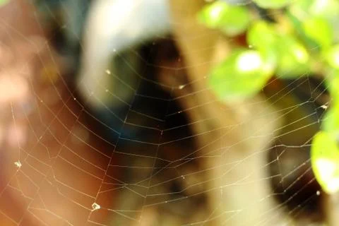 Spider net in rural Stock Photos