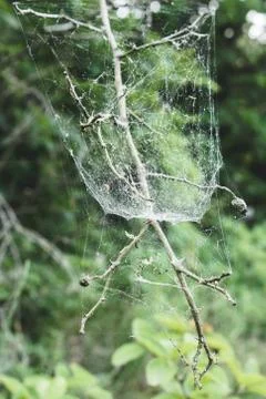 The spider net on twigs Stock Photos