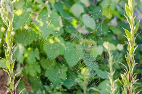 Spider net on two parallel flowers, close up 库存照片