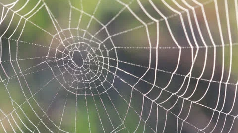 Spider net with water drops Stock Footage 23185274